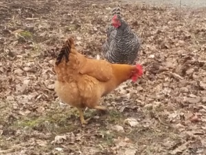 The Yellow Springs Chicken Gang strikes again!
